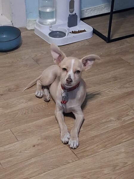 Spre adoptie catelusa Luna